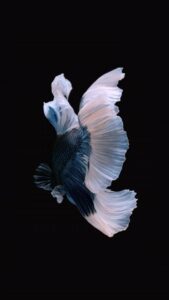 iPhone Blue White Fish Live Wallpaper 05